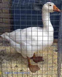 Embden Goose - British Waterfowl Association
